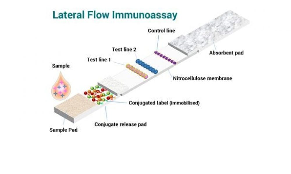 Two Successful Immunoassay Formats In Lateral Flow Devices